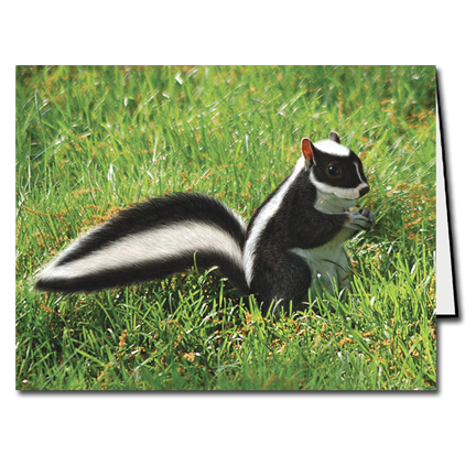 Skunk Squirrel Cards | Boxed Set of 8 | Undiscovered Squirrels