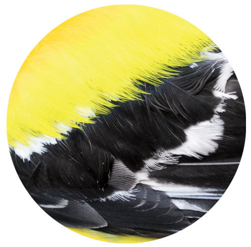 Goldfinch Feather Sandstone Ceramic Coaster | Front