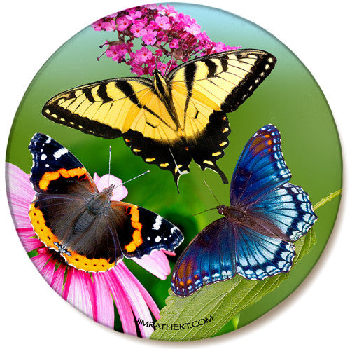 Variety Butterfly Cone Flower Sandstone Ceramic Coaster | Butterfly Coaster | Front