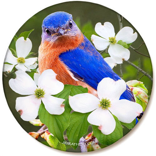 Bluebird on Dogwood Sandstone Ceramic Coaster | Front