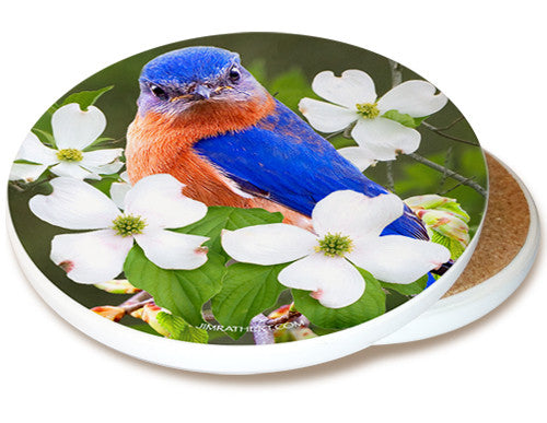 Bluebird on Dogwood Sandstone Ceramic Coaster | Image shows front and cork back