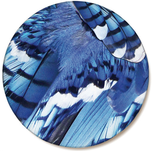 Blue Jay Feather Sandstone Ceramic Coaster | Front