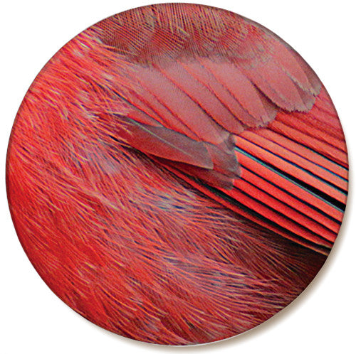 Cardinal Feather Sandstone Ceramic Coaster | Front