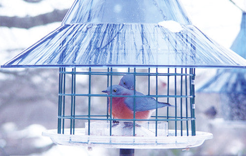 Mealworm Cup in Sky Cafe Bluebird Feeder
Watch the video for instructions on how to install.