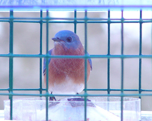 Mealworm Cup in Sky Cafe Bluebird Feeder
Watch the video for instructions on how to install.