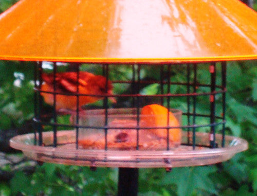 Mealworm Cup in Sky Cafe Oriole Feeder