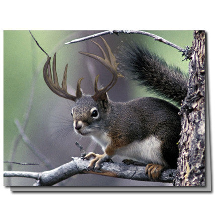 Deer Squirrel Cards | Boxed Set of 8 | Undiscovered Squirrels