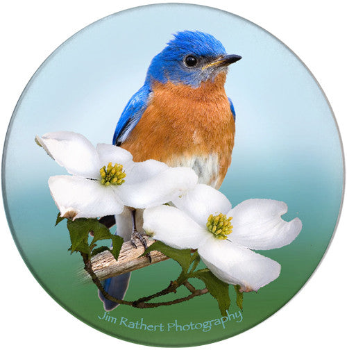 Eastern Bluebird Sandstone Ceramic Coaster | Front