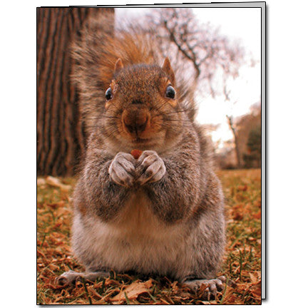 Fall Squirrel Cards