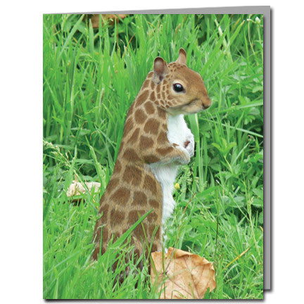 Giraffe Squirrel Cards | Boxed Set of 8 | Undiscovered Squirrels