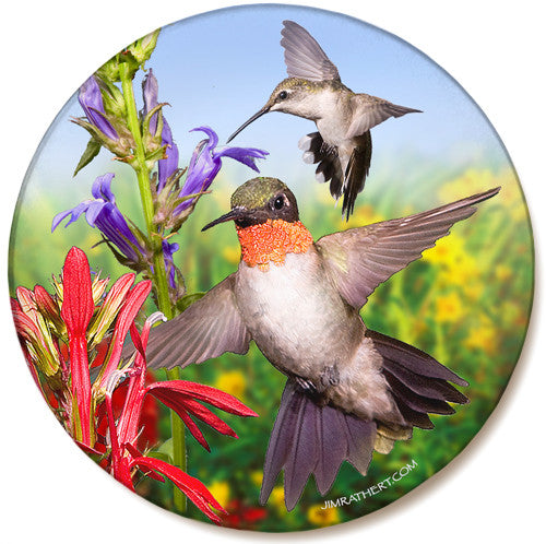 Hummingbird Sandstone Ceramic Coaster | Bird Coaster | Front