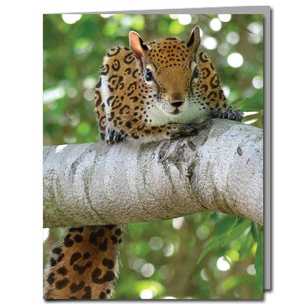 Jaguar Squirrel Cards | Boxed Set of 8 |Undiscovered Squirrels