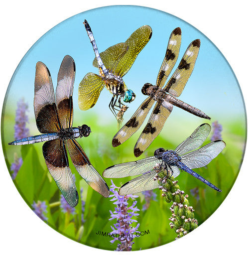 Lucky Dragonfly  Sandstone Ceramic Coaster | Dragonfly Coaster | Front