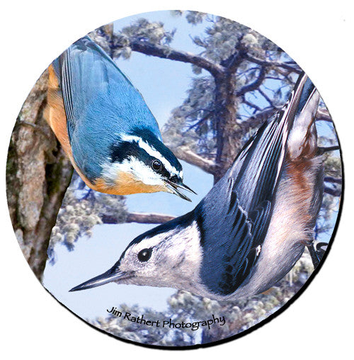 Nuthatch Sandstone Ceramic Coaster | Front