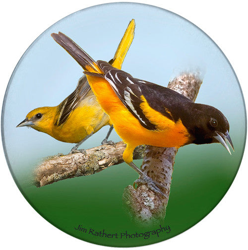 Oriole Sandstone Ceramic Coaster | Front