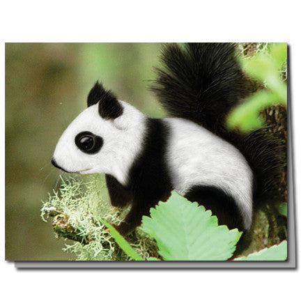 Panda Squirrel Cards | Boxed Set of 8 | Undiscovered Squirrels