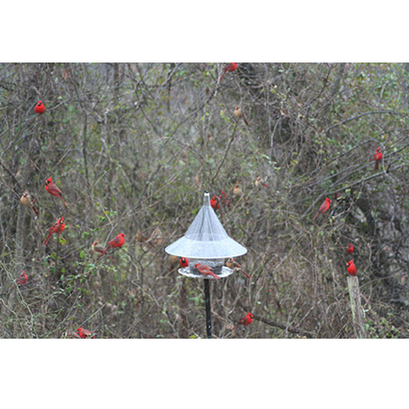 SkyCafe surrounded by cardinals