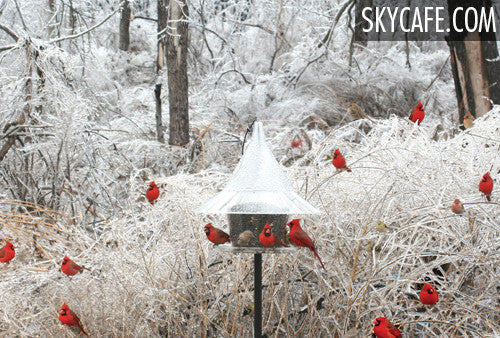 Just another day at the SkyCafe bird feeder.
American Made Bird Feeder