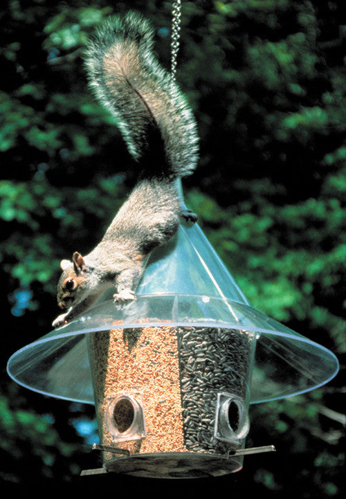 MANDARIN A LA CARTE  Bird Feeder | Squirrel Proof