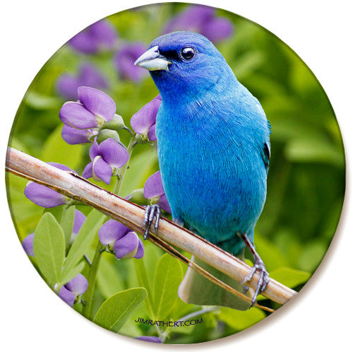 Summer Indigo Blue Bunting Sandstone Ceramic Coaster | Front