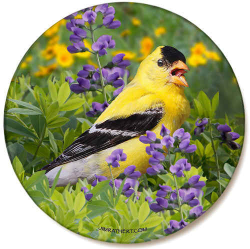 Summer Goldfinch Sandstone Ceramic Coaster | Front