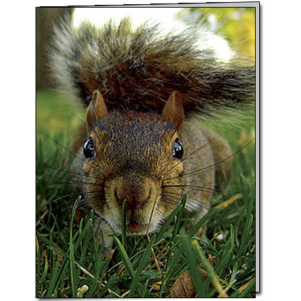 Summer Squirrel Cards