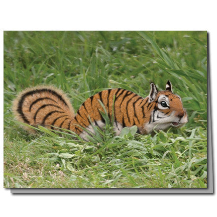 Tiger Squirrel Cards | Boxed Set of 8 | Undiscovered Squirrels