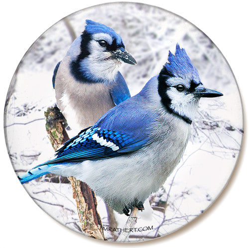 Winter Blue Jay Sandstone Ceramic Coaster | Front
