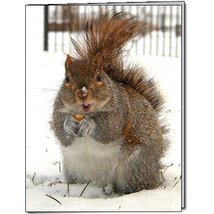 Winter Squirrel Cards