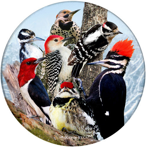 Woodpecker Sandstone Ceramic Coaster | Front