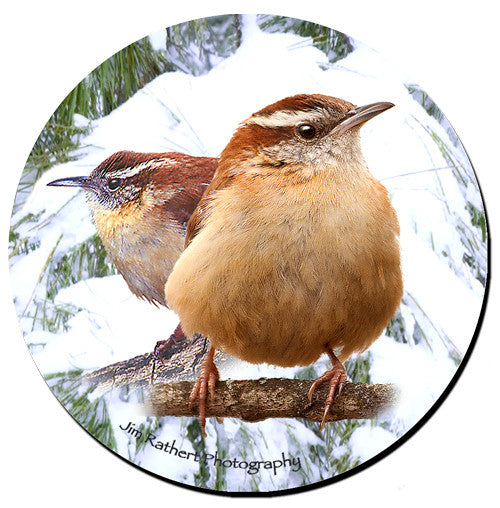 Carolina Wren Sandstone Ceramic Coaster  | Front