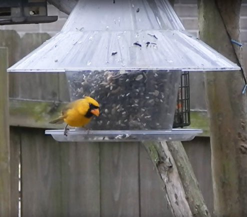 Rare Yellow Cardinal feeding at a Sky Cafe Bird Feeder