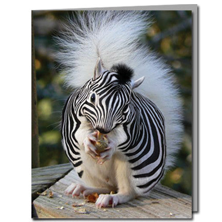 Zebra Squirrel Cards | Boxed Set of 8 | Undiscovered Squirrels